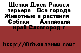 Щенки Джек Рассел терьера - Все города Животные и растения » Собаки   . Алтайский край,Славгород г.